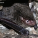 Large Myotis - Photo (c) 钟彦葵, some rights reserved (CC BY-NC), uploaded by 钟彦葵