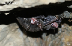 Myotis chinensis