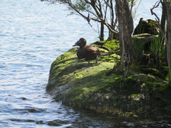 Aythya novaeseelandiae