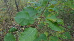 Salix pyrolifolia