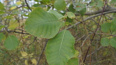 Salix pyrolifolia