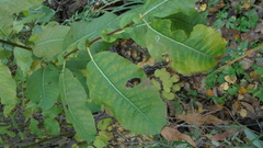 Salix pyrolifolia