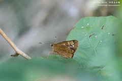 Pelopidas assamensis