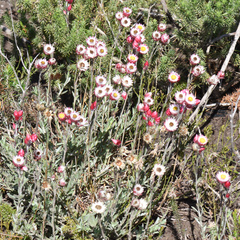 Achyranthemum affine