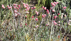 Achyranthemum affine