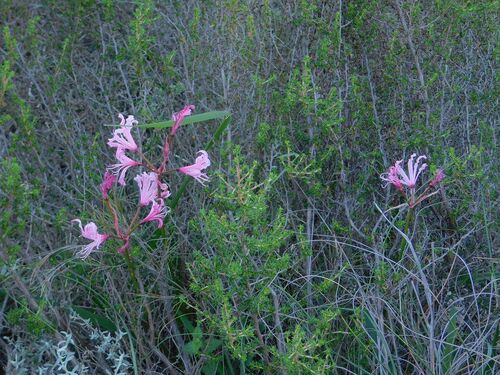 Mountain Nerine (Nerine humilis)