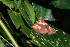 Saroba pustulifera