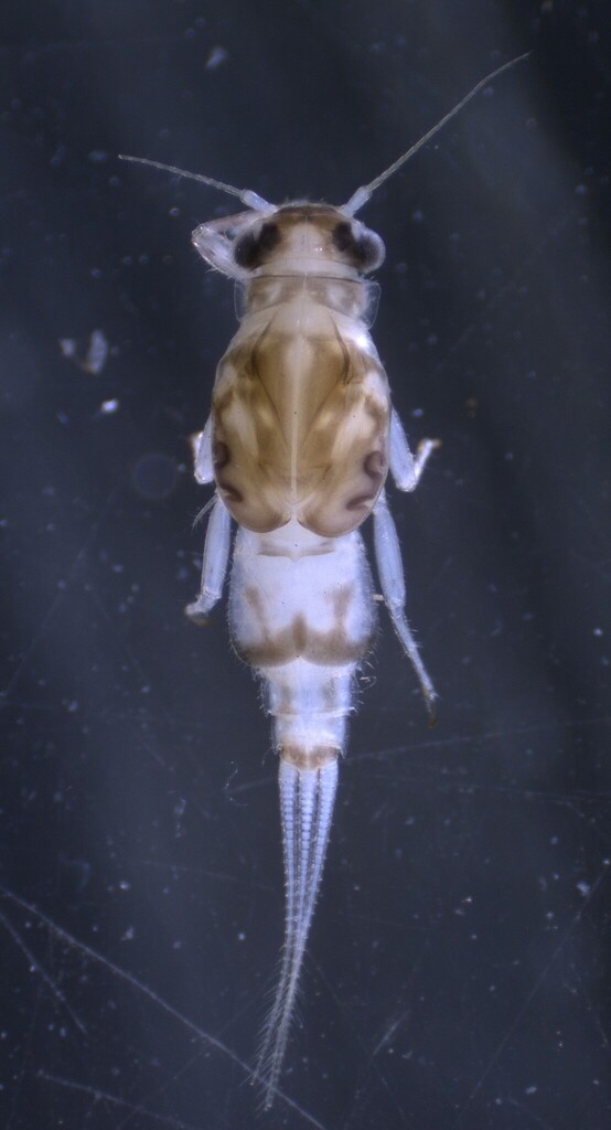 Caenis hilaris