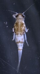 Caenis hilaris