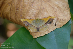Fascellina plagiata