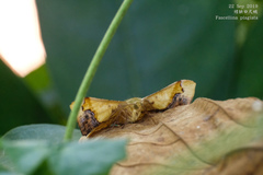Fascellina plagiata