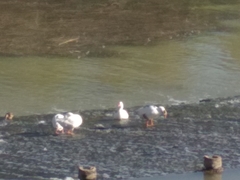 Anser anser domesticus