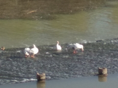 Anser anser domesticus