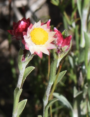 Achyranthemum affine