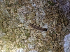 Pyrocoelia formosana