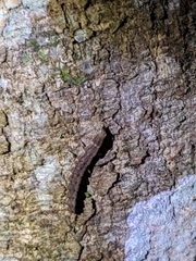 Pyrocoelia formosana