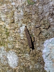 Pyrocoelia formosana