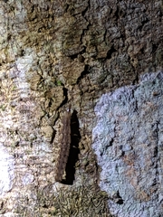 Pyrocoelia formosana