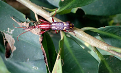 Blysmia