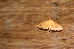 Prenesta scyllalis