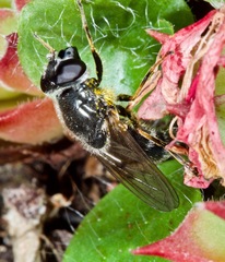 Cheilosia caerulescens