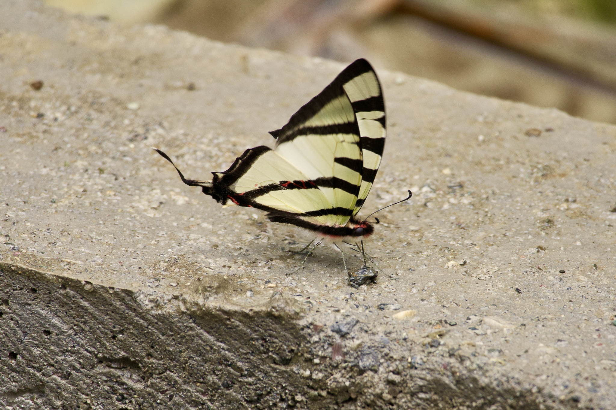 Four-Bar Swordtail