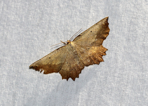 Muzaria euchlaena moth photo 5