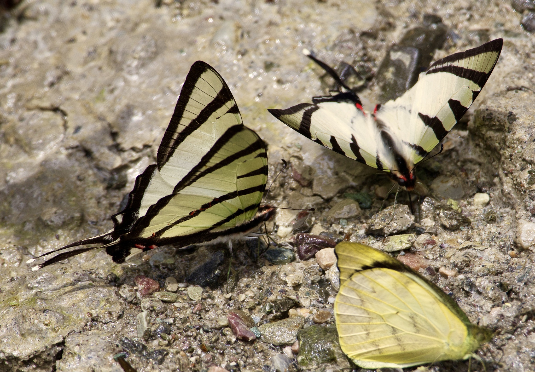 Four-Bar Swordtail