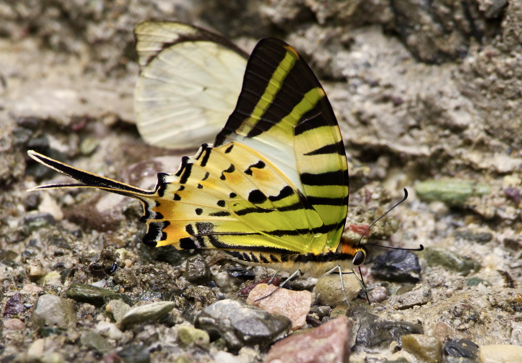 Five-Bar Swordtail