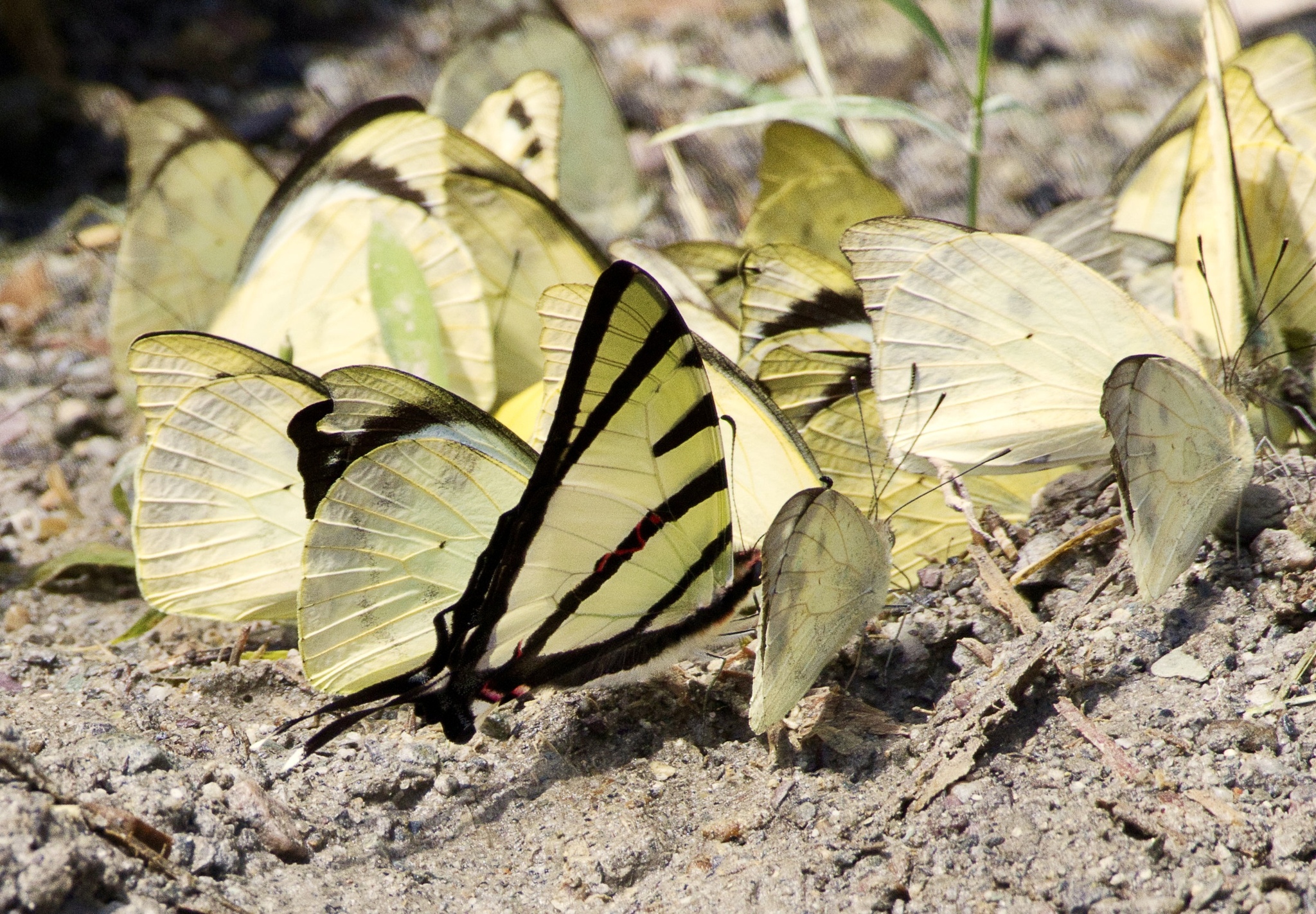 Four-Bar Swordtail