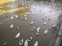 Anser anser domesticus