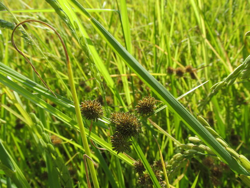 Variable flatsedge (Cyperus difformis)