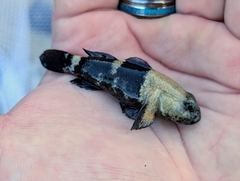 Cheekscaled Frillgoby photo 3