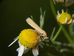 Lepidoptera