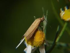 Lepidoptera