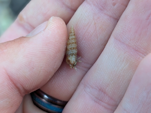 Cerithium interstriatum observed 2025-06-23