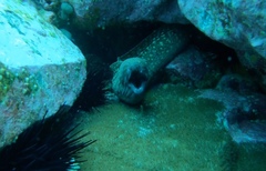 Gymnothorax prionodon