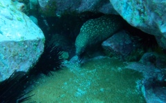 Gymnothorax prionodon