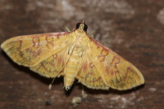 Prenesta scyllalis