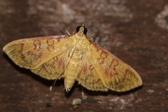 Prenesta scyllalis