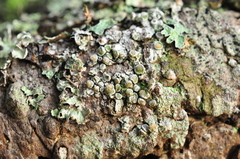 Lecanora confusa