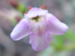 Lindernia procumbens