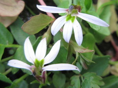 Lobelia chinensis