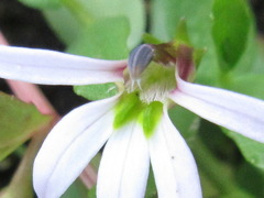Lobelia chinensis