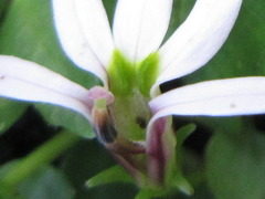 Lobelia chinensis