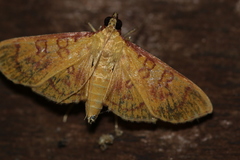 Prenesta scyllalis
