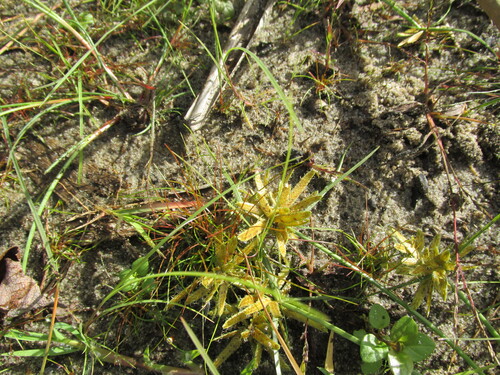 Cyperus serotinus iNat (1)