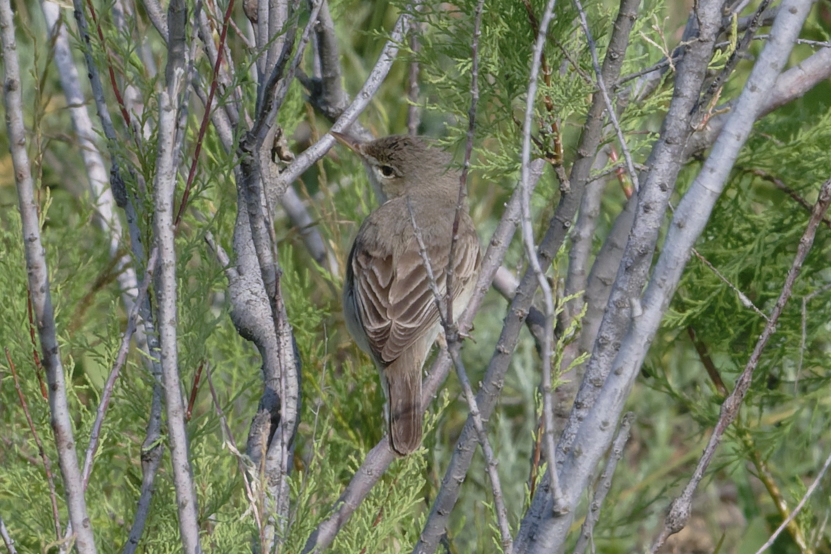 Sykes's Warbler