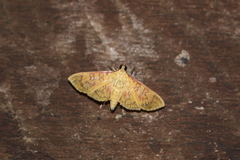 Prenesta scyllalis