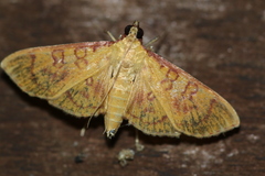 Prenesta scyllalis